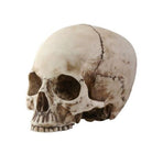 Human Skull