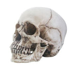 Human Skull with Jaw